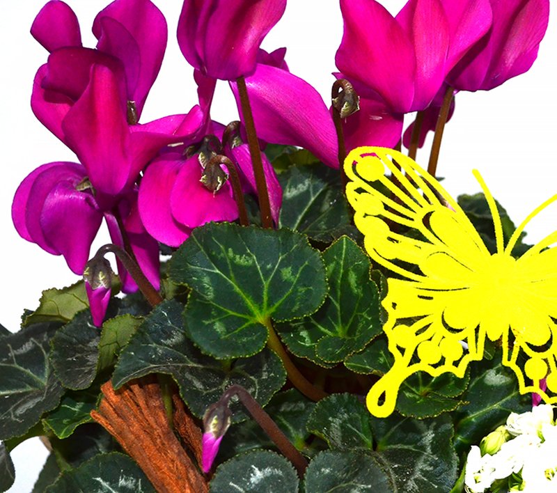 Aranjament cu Cyclamen in culori pastelate